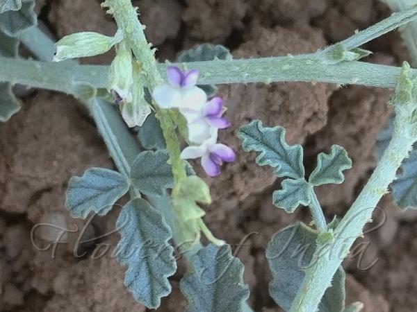 Fragrant Scurfy Pea